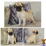 pug puppy posted by Jessica reynolds